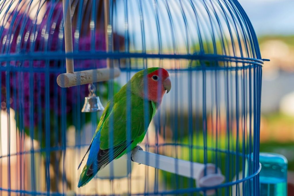 top toys for quaker parrots