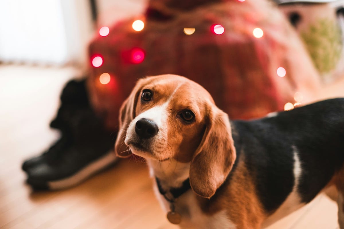 best toys for beagle