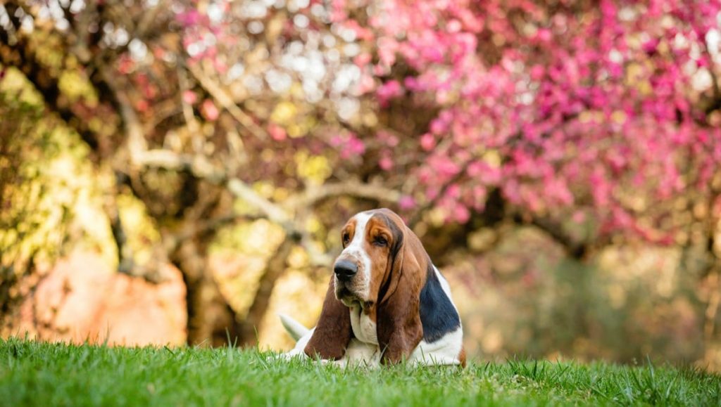 best toys for basset hounds