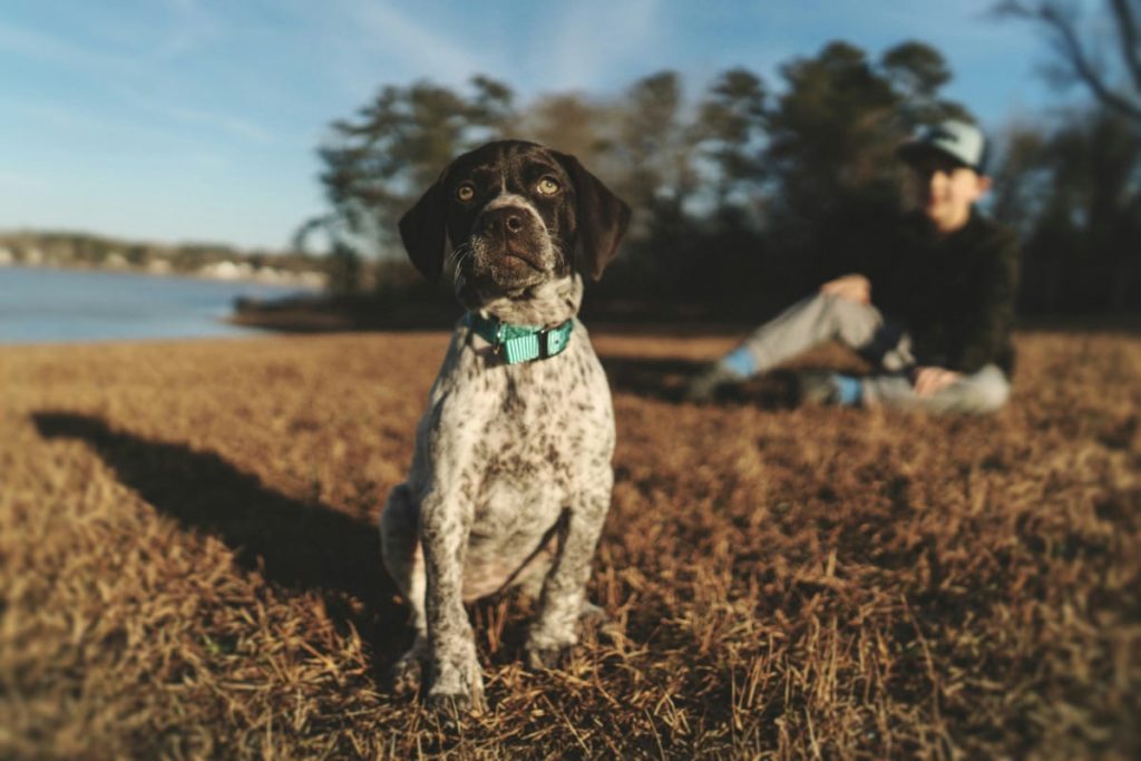 best toys for gsp puppy