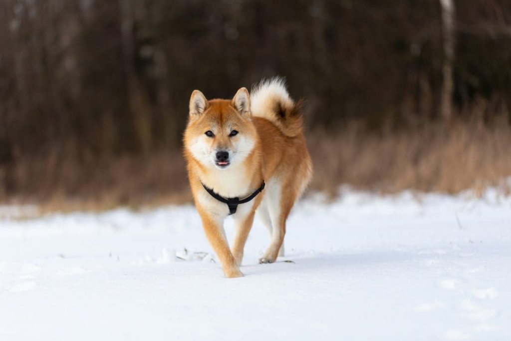 best toys for shiba inu