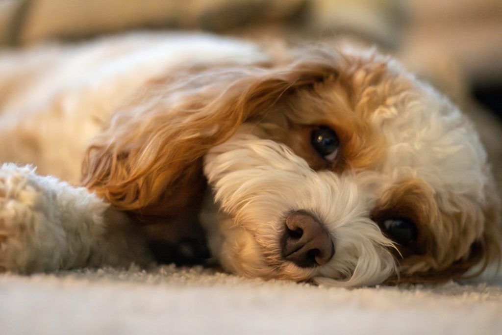 best toys for cavapoo puppies