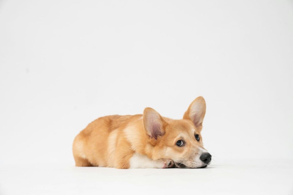 best toys for corgi puppies