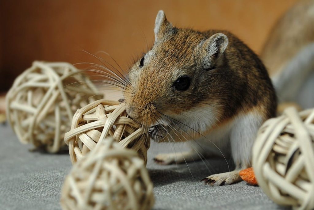 best toys for gerbils