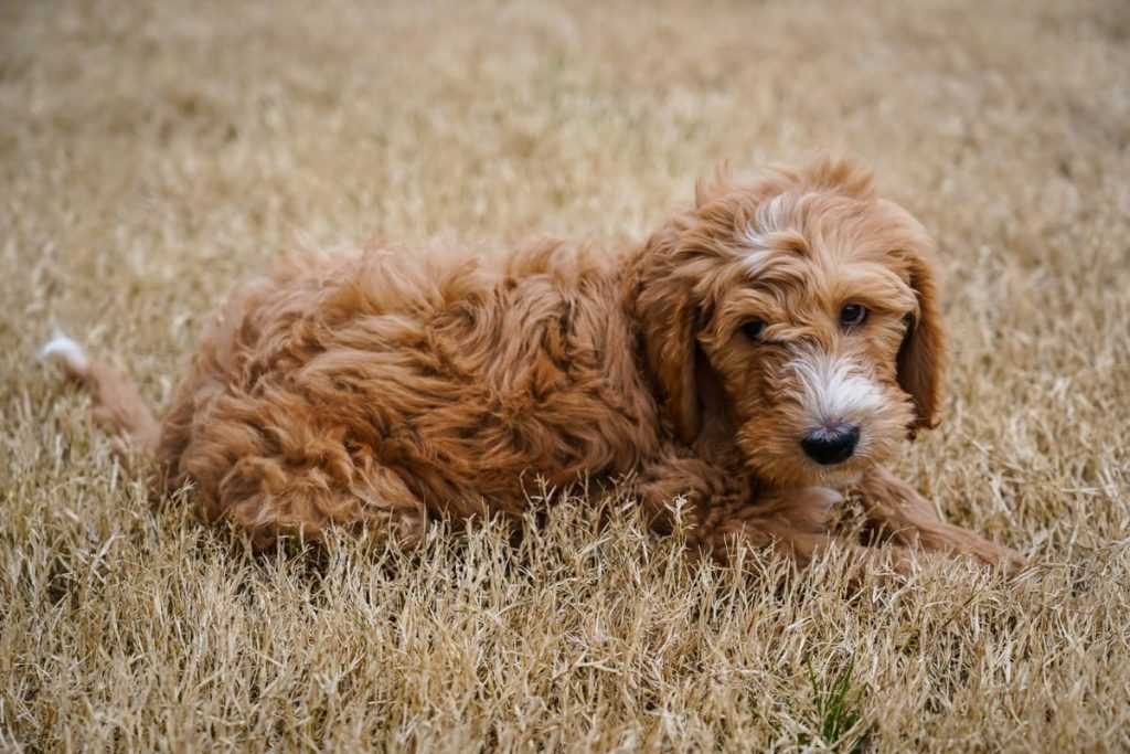 best toys for goldendoodle puppies