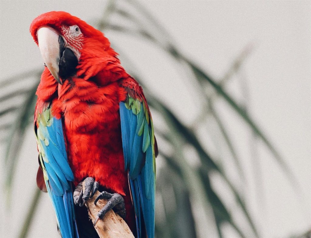 best toys for macaws