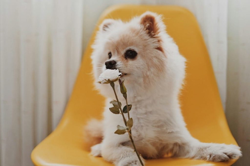 best toys for pomeranians