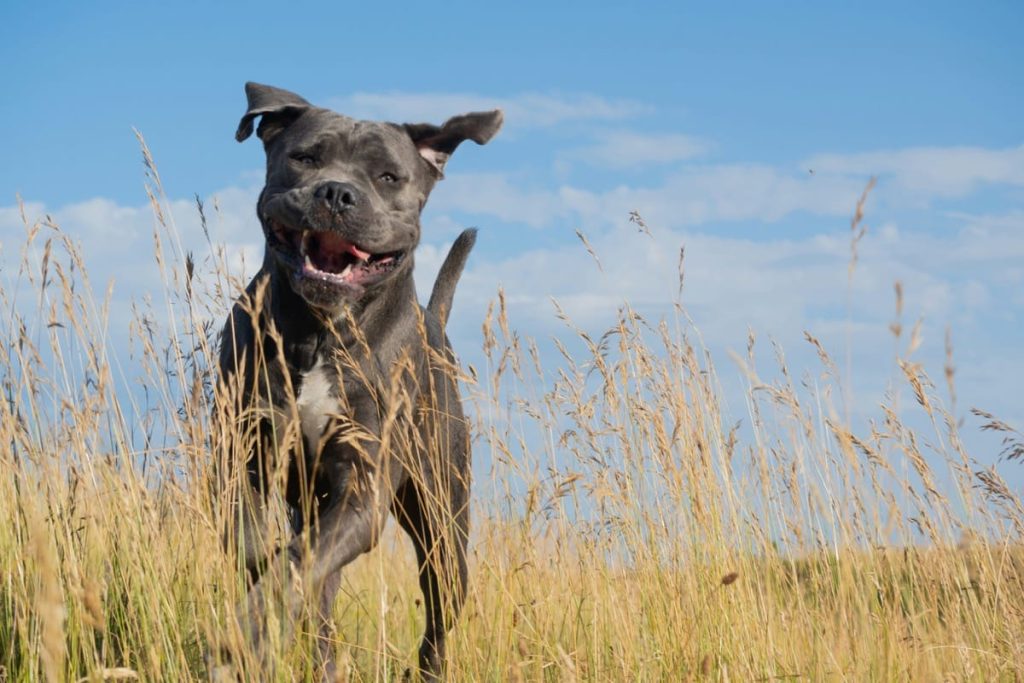 top toys for cane corso