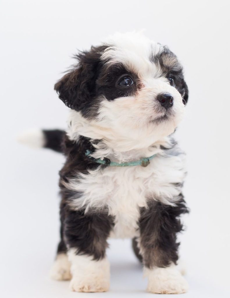 top toys for bernedoodle puppy