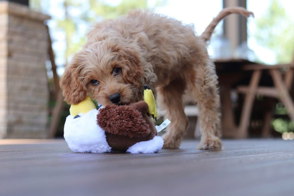 top toys for cavapoo puppies