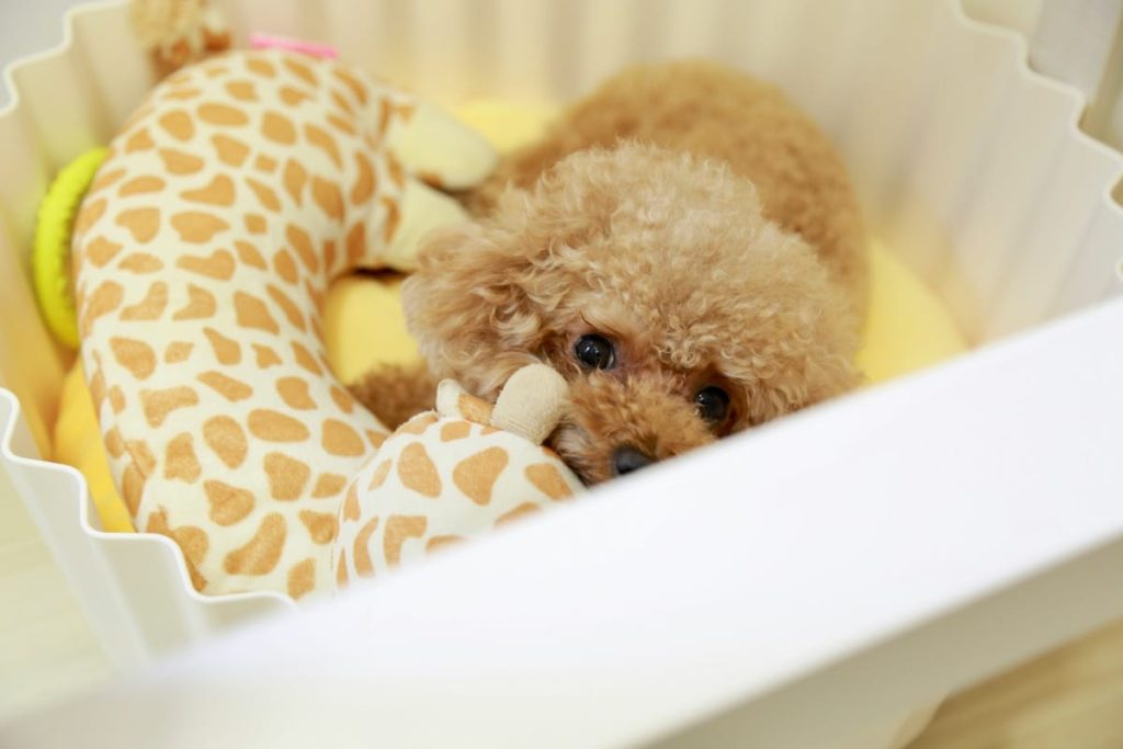 top toys for poodles