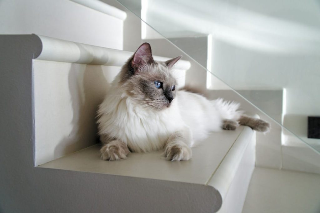 toys for ragdoll cats