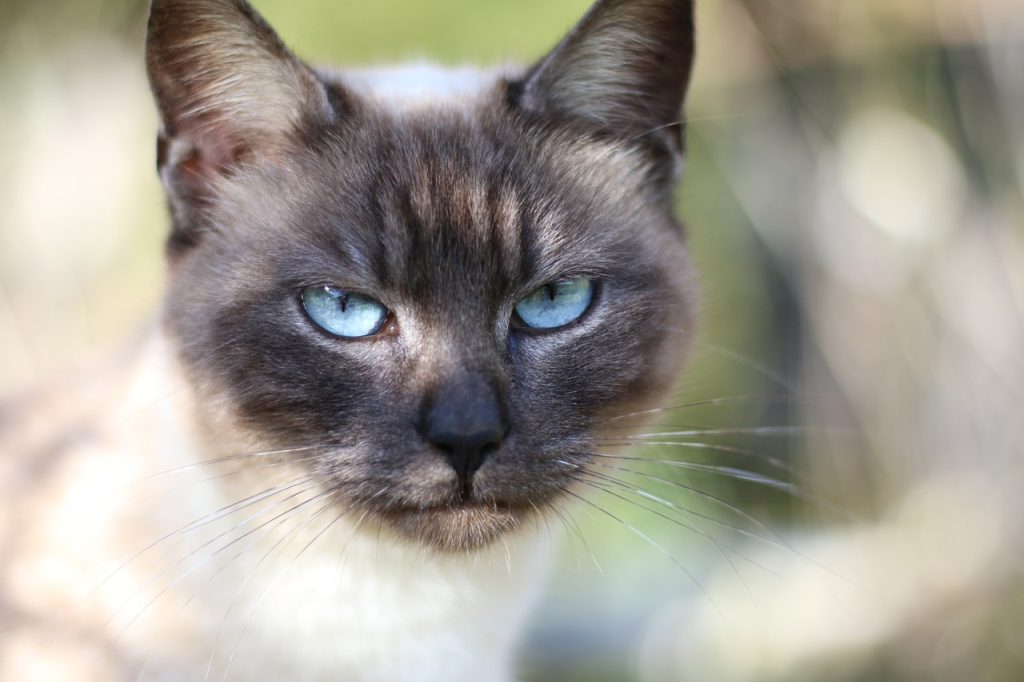 toys for siamese cats