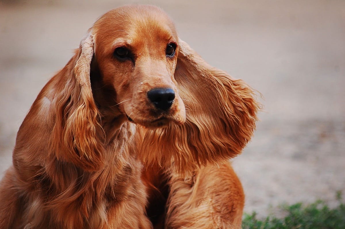 The Best Toys for Cocker Spaniels: Fun and Interactive Picks