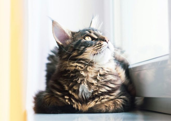 Top Toys for Maine Coons: Hours of Fun for Your Feline Friends