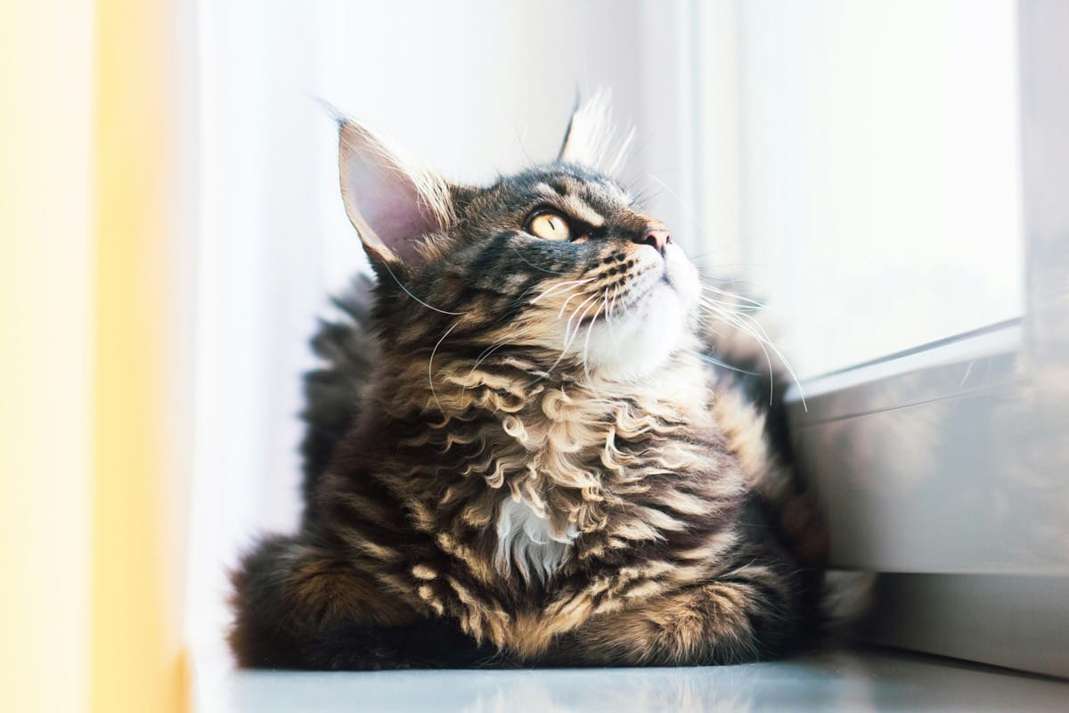 Top Toys for Maine Coons: Hours of Fun for Your Feline Friends