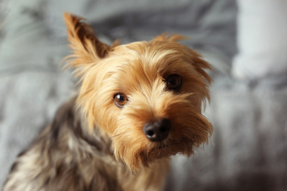 Top Toys for Yorkie Puppies: Keep Your Furry Friend Engaged in Play!