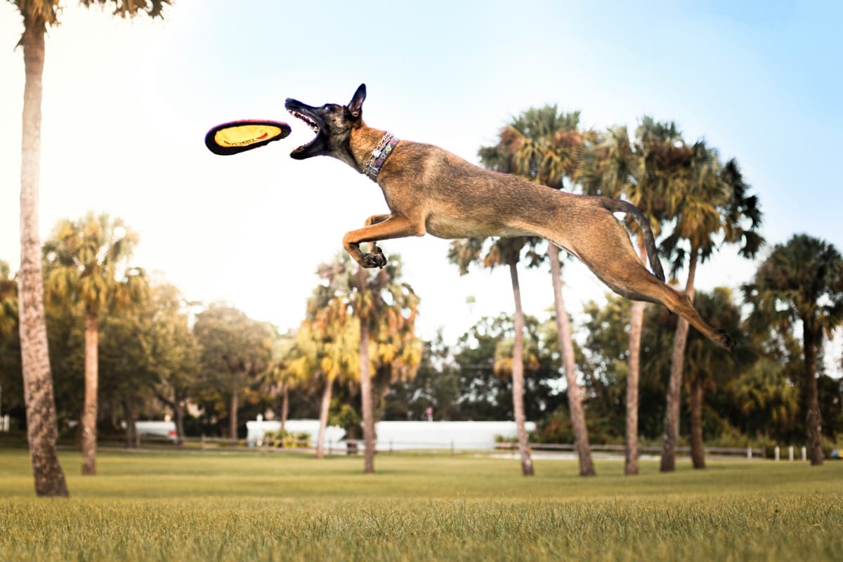 Top Toys for Malinois: Playtime Perfection for Your Active Pup