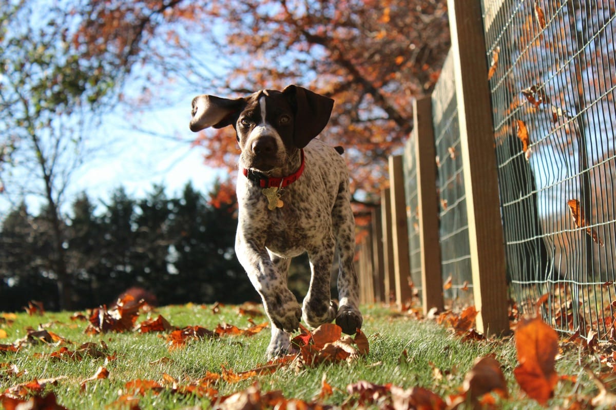 10 Best Toys for GSP Puppy: Playtime Bliss for Your Energetic Pal