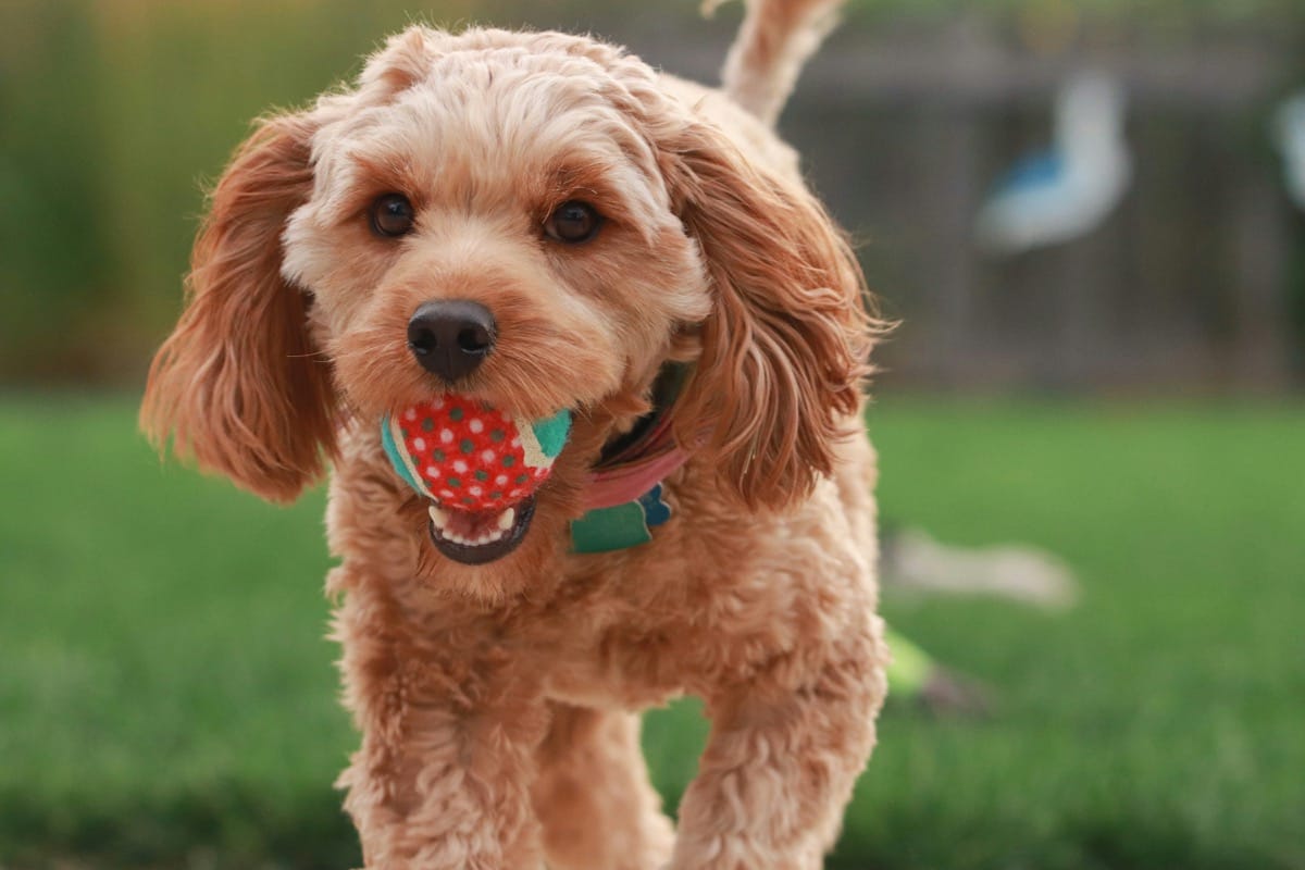 The Best Toys for Cavapoo Puppies: A Playful Companion for Your Furry Friend