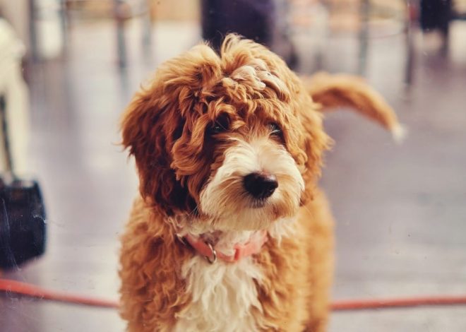 Top Toys for Goldendoodle Puppies: Ultimate Playtime Fun!