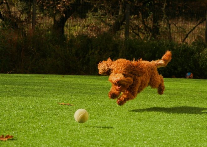 Playtime Fun: The Best Toys for Poodles!