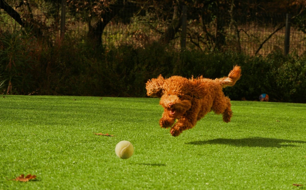 Playtime Fun: The Best Toys for Poodles!