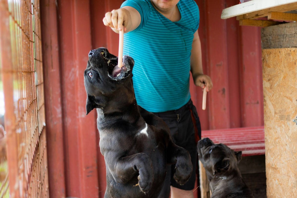 Top Toys for Cane Corso: Engaging Fun for Your Powerful Pup