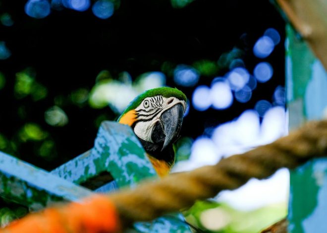 Top Toys for Quaker Parrots: Fun & Engaging Enrichment Ideas!