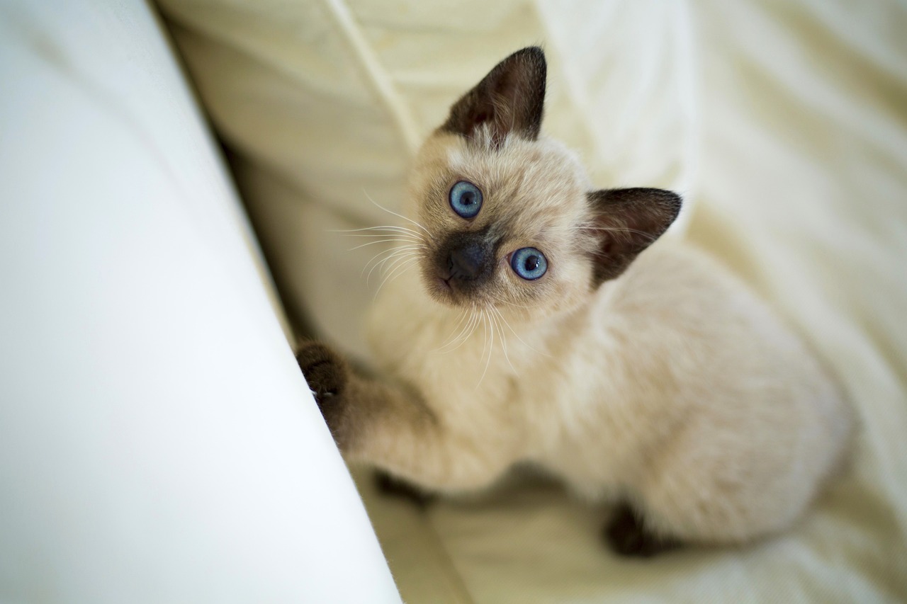 Best Toys for Siamese Cats: Engaging Fun for Your Feline Friend!