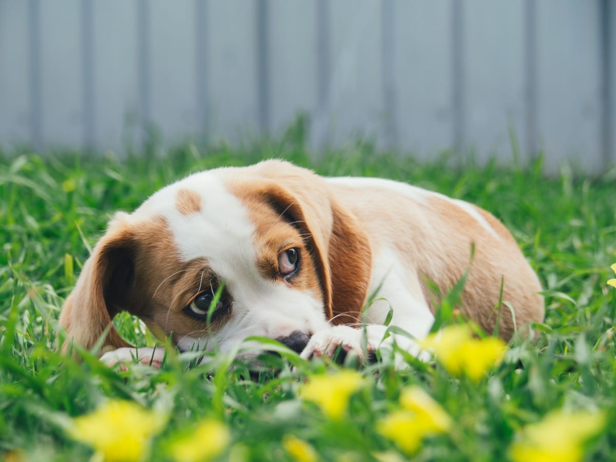 Best Toys for Beagle Puppies: Keeping Your Energetic Pup entertained