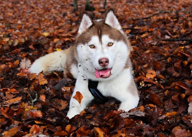 Top Toys for Huskies: Encourage Your Snow-loving Pal’s Playtime!