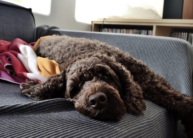 Best Toys for Labradoodles: Keeping Your Furry Friend Happy!