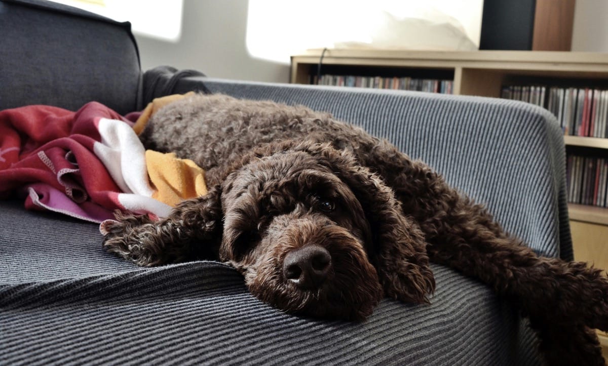 Best Toys for Labradoodles: Keeping Your Furry Friend Happy!
