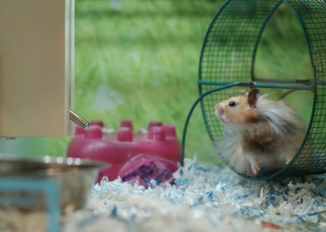 Top Toys for Gerbils: Ensuring Endless Fun!