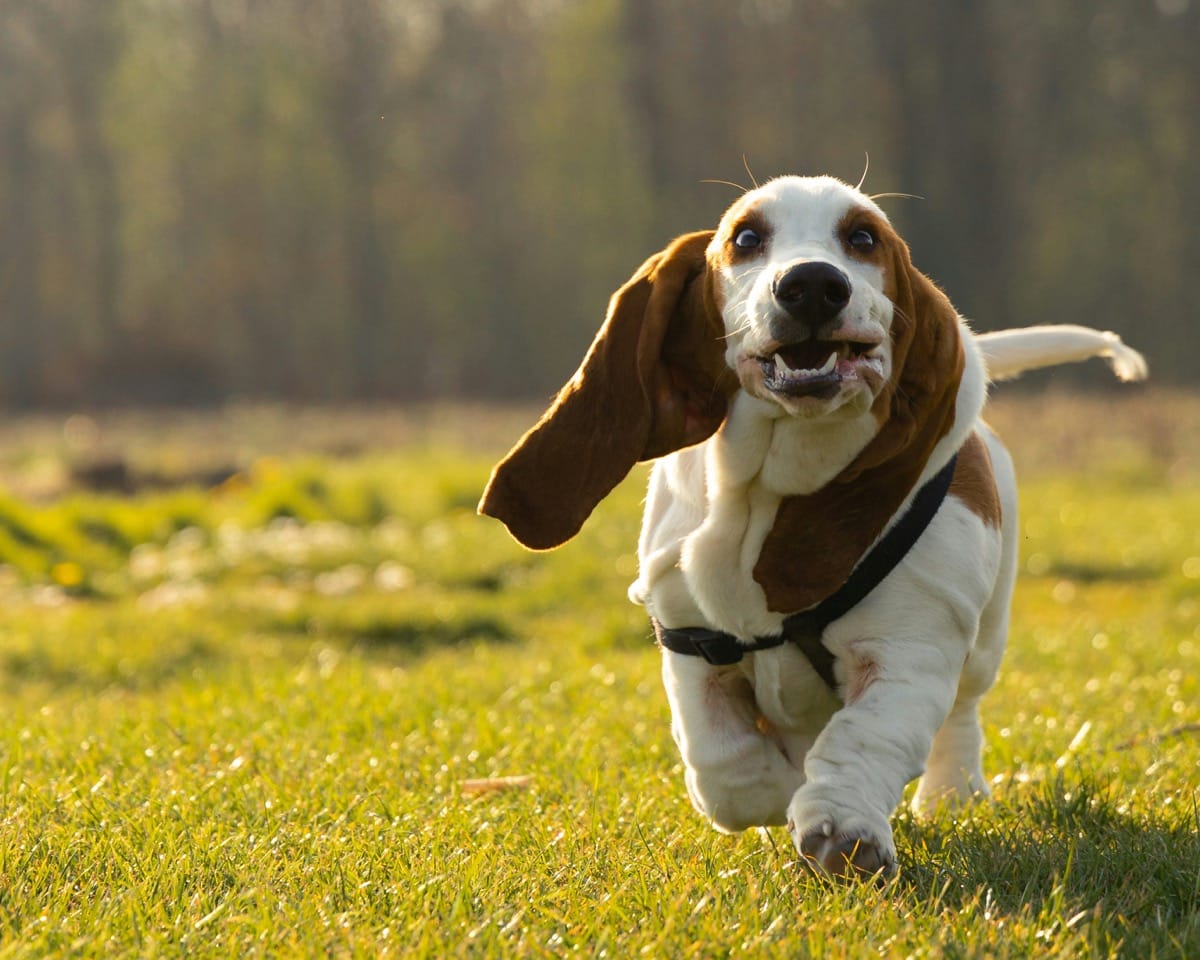 Top Toys for Basset Hounds: Fun & Engaging Picks!